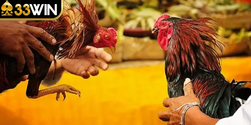 đá gà 33WIN không chỉ mang đến không gian giải trí mãn nhãn